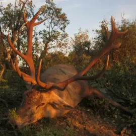 giant red stag trophy hunt