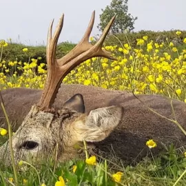 hunt roe deer in the black sea region