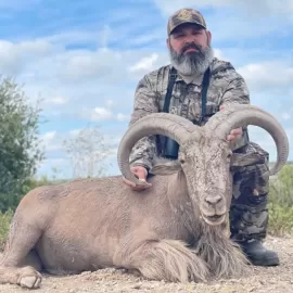 domestic Aoudad hunt
