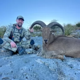 hunt giant trophy Aoudad sheep