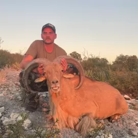 hunt free range aoudad in Texas