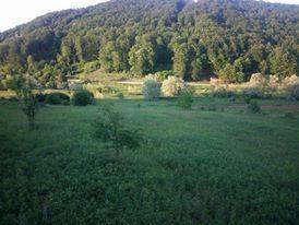 Typical roe buck hunting terrain