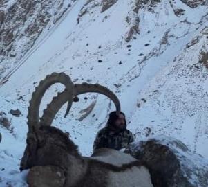 Himalayan Ibex trophy 6
