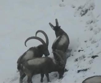 Ibex climbing the mountain in Pakistan