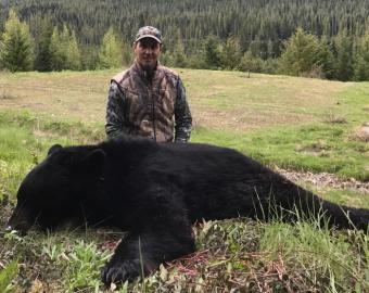 A big black bear in British Columbia