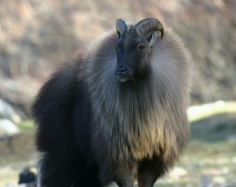 Majestic Himalayan Tahr in New Zealand