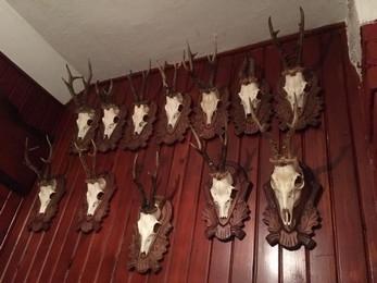 Trophy Roe deer mounts