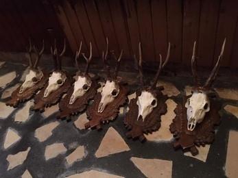 Roe deerr euro mounted trophies