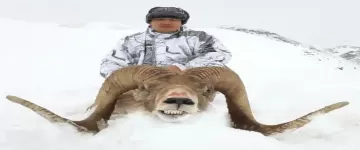 Hunting Marco Polo Sheep: The Ultimate High-Altitude Adventure