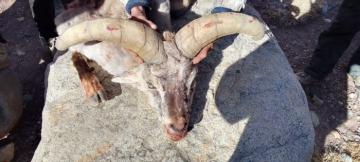 Nice TRophy sheep in Pakistan