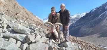 A good blue sheep trophy