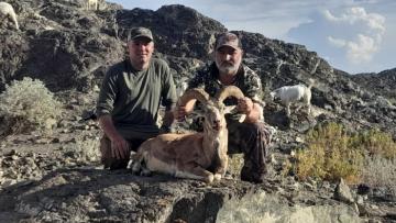 hunt trophy afghan urial