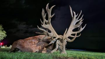 Hunt Big Red Stag in Argentina