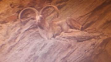 Hunt Astor Markhor in Kashmir