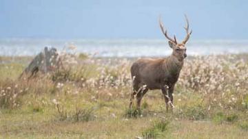 Highlands Red Stag hunting in Scotland