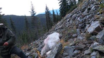 Mountain Goat on hillside