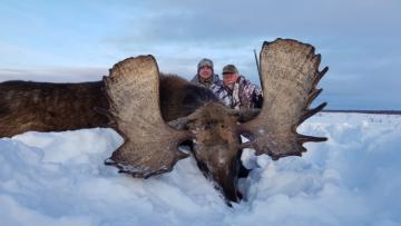 Palmated moose trophy from Kamchatka