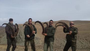 4 nice ibex trophies