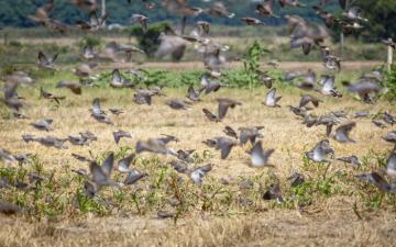 Shoot Hundreds of Birds in Argentina