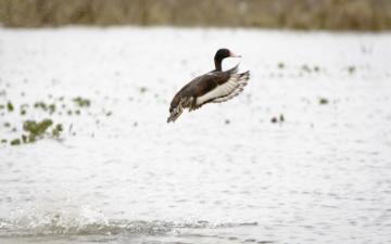 Hunting Waterfowl in Argentina