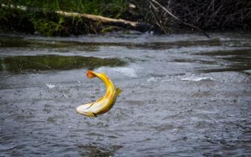 Golden Dorado Fishing