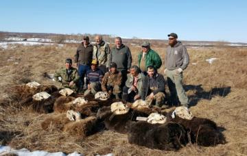 Big Brown Bears in Russia