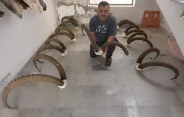 Himalayan Ibex Horns