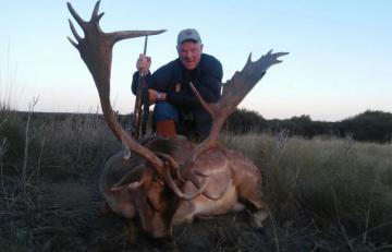 Big trophy fallow deer