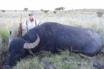 Free-Range water buffalo trophy in Argentina