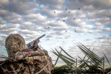 Dove Hunting in South America