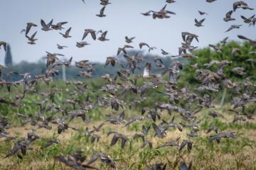 high volume dove wingshooting Argentina