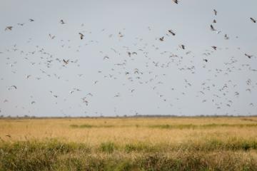 No Limit Dove Wingshooting