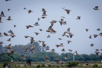 Dove Wingshooting in South America