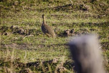 Perdiz Hunts in Argentina