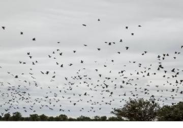 Shoot thousands of doves in South America