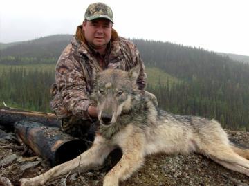 British Columbia Wolf