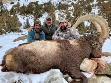 Trophy Himalayan Ibex 2