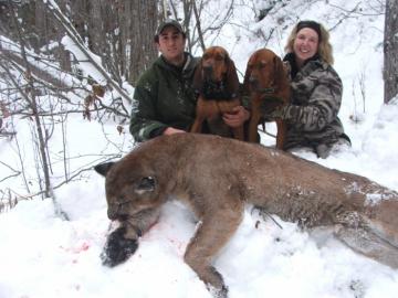 Discounted British Columbia Mountain Lion