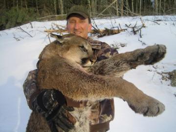 A big trophy Mountain Lion in Canada