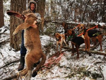 Cougar in British Columbia
