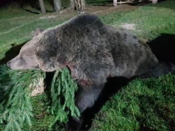 Brown Bear Hunt in Croatia