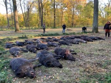 Wild Hogs Hunt in Croatia