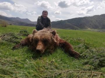 Big Brown Bear Trophy Photo