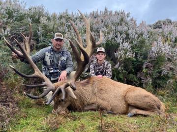 Nice Red Stag Trophy