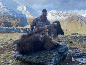 Trophy Himalayan Tahr