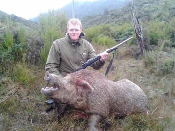 Trophy boar from New Zealand