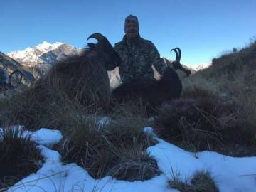 Trophy Tahr and Chamois