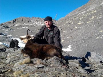 Chamois taken high in the mountains