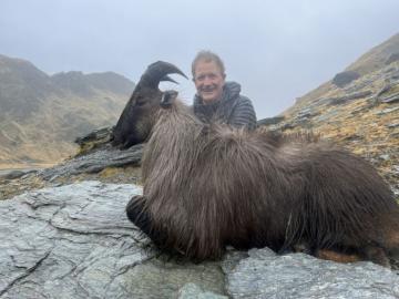 Big Himalayan Tahr Trophy