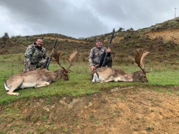 Pair of Fallow Deer Trophies